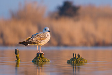 Juvenile yellow-legged gull (Larus michahellis) perched on a moss-covered stump in a wetland at sunset. Captured in the wild, reflecting the peacefulness of a coastal habitat.