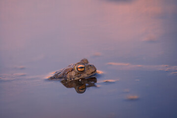 Close-up of a common toad (Bufo bufo) with the sunset reflecting in the water