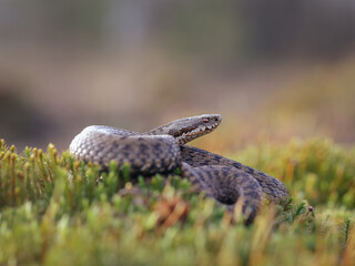 Close-up of a common adder (Vipera berus)