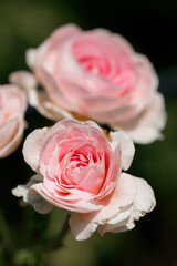Pink beautiful blooming roses in garden, close up.