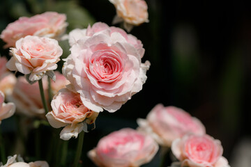 Pink beautiful blooming roses in garden, close up.