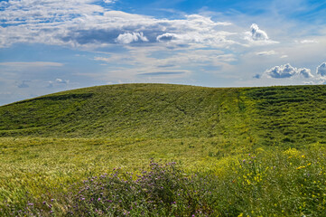 Champ de blé au printemps