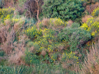 Details of a maquis habitat with blooming shrubs