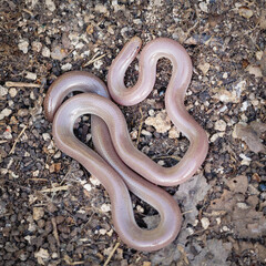Close-up of a European blind snake (Xerotyphlops vermicularis)