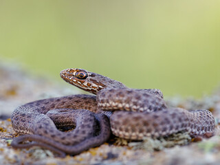 Close-up of an Eastern Montpellier snake (Malpolon insignitus)