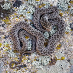 Dorsal pattern on an Eastern Montpellier snake (Malpolon insignitus)