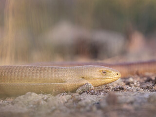 Close-up of a Sheltopusik or European glass lizard (Pseudopus apodus)