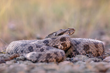 Close-up of a large Ottoman viper (Montivipera xanthina)