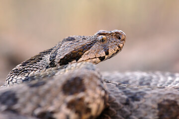 Close-up of a large Ottoman viper (Montivipera xanthina)