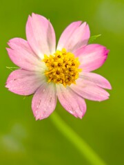 Fototapeta premium close up of a pink flower in the garden 