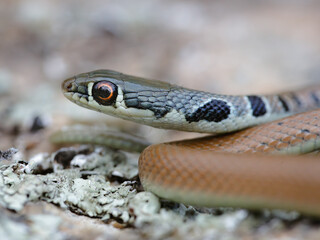 Close-up of a Dahl's whip snake (Platyceps najadum)