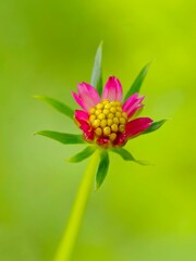 A bright pink coloured Cosmos caudatus flower in the garden with blurry background 