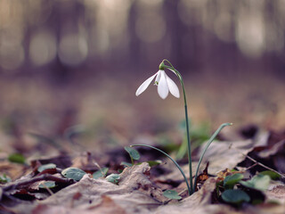 Close-up of a snowdrop (Galanthus nivalis)