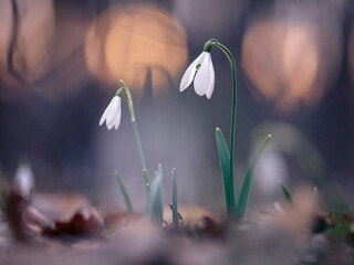 Snowdrops (Galanthus nivalis) on the forest floor