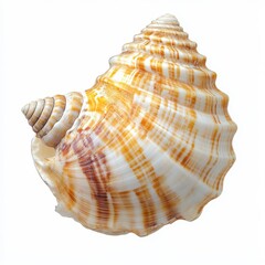 Spiral Shell with Orange and White Patterns Against a White Background