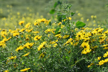 Pâquerettes jaunes au bord d'un champ de blé