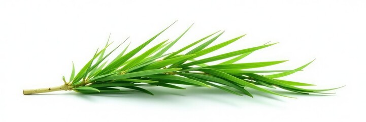 Obraz premium Single long grass branch isolated on white surface, isolated, background, green
