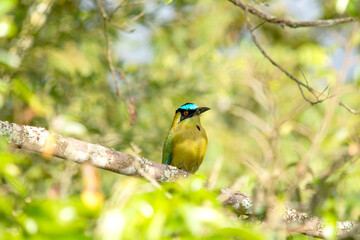 Blue-crowned motmot perched on a branch in a tropical forest. Known for its vibrant colors and distinctive tail,