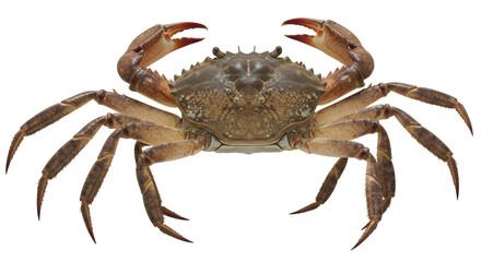 Isolated Crab
