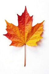 Obraz premium single maple leaf isolated on white background, solitary, crisp, leaf details