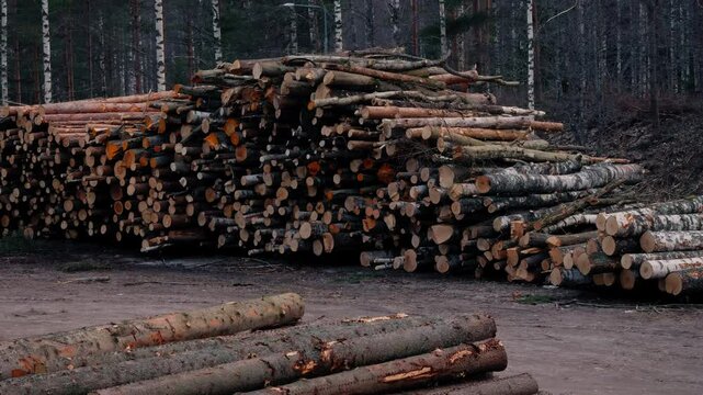 Pile of logs on a carved devastated edge.