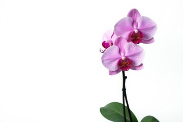 Obraz premium Single orchid stem isolated on white background, plant, orchid,