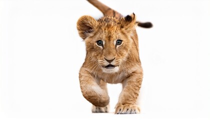 Obraz premium lion cub panthera leo