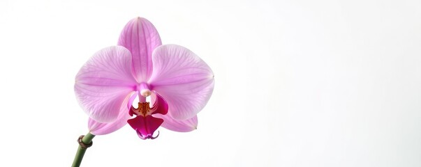 Fototapeta premium Single orchid stem isolated on white background, nature, orchid