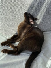 Brown Cat Relaxing on Blanket
