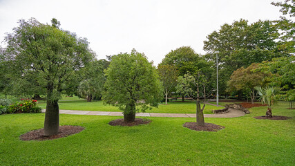 trees in the park