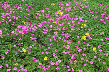 Naklejka premium Meadow of pink (finger-leaf) and yellow (Bermuda buttercup) Oxalis flowers, Serpentine National Park, Western Australia