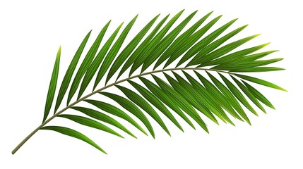 Obraz premium Lush green palm frond