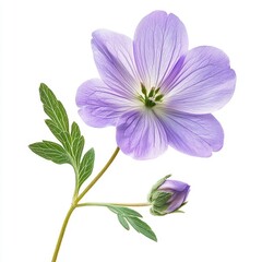 Obraz premium Delicate purple flower with green leaves and unopened bud against a white background showcasing natural beauty and elegance