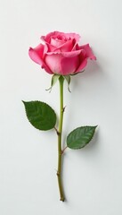 Obraz premium Single rose in isolation on a clean and simple white surface, pink, roses, bloom