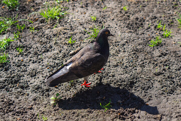 black bird in the ground