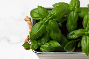 fresh green basil in a pot