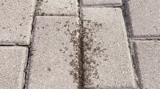 dense trail of ants moving through pavement crack on sunny day, ideal for insect behavior study and urban texture design


