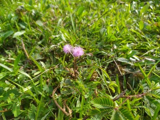 Mimosa plant with wild grass background