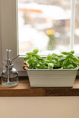 fresh green basil in a pot on a windowsill