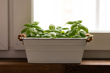 fresh green basil in a pot on a windowsill