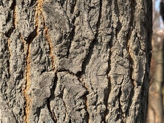 Close-up of tree bark texture showing natural wood grain patterns and rough grain surface. Environmental background for projects.