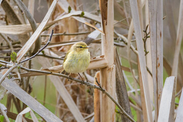 Common chiffchaff perched among dry reeds Phylloscopus collybita in Raso de Portillo, Spain