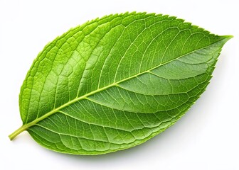 Obraz premium Fresh Oval Leaf Isolated on White Background - Perfect for Nature Designs