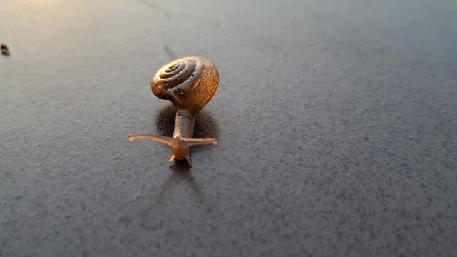East Borneo, Indonesia. Small Snail (Monachoides vicinus) moving on the floor after rain. The shell on its body looks transparent.