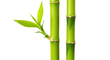 Obraz premium Isolated Bamboo