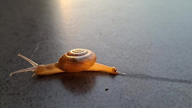 Small snails (Monachoides vicinus) move on the floor by leaving mucus on the floor.