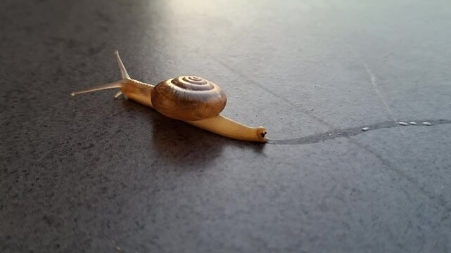 Small snails (Monachoides vicinus) move on the floor by leaving mucus on the floor.