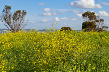 Fleurs sauvages au printemps