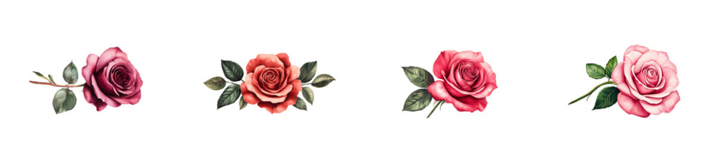 Colorful roses in various arrangements on a clear background