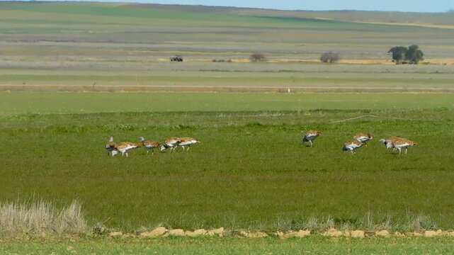 great bustard, Otis Tarda, in the middle of the fields